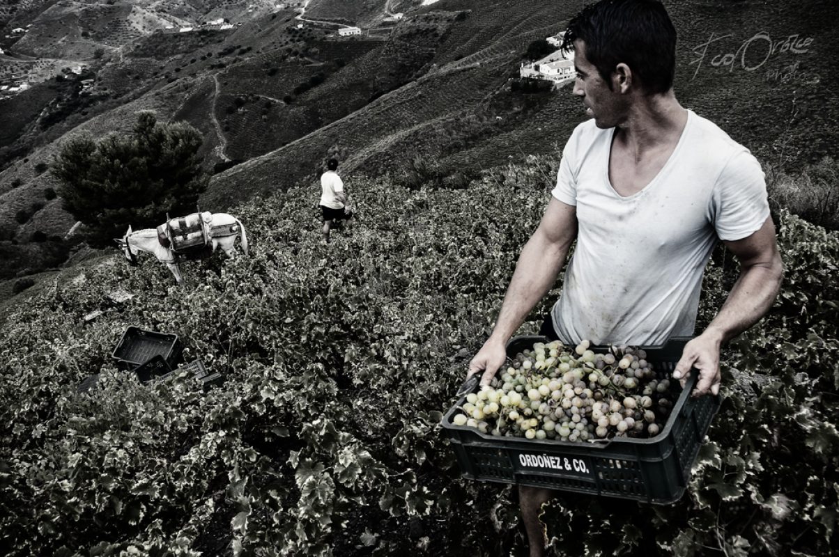 130914_0058-la-vendimia_w